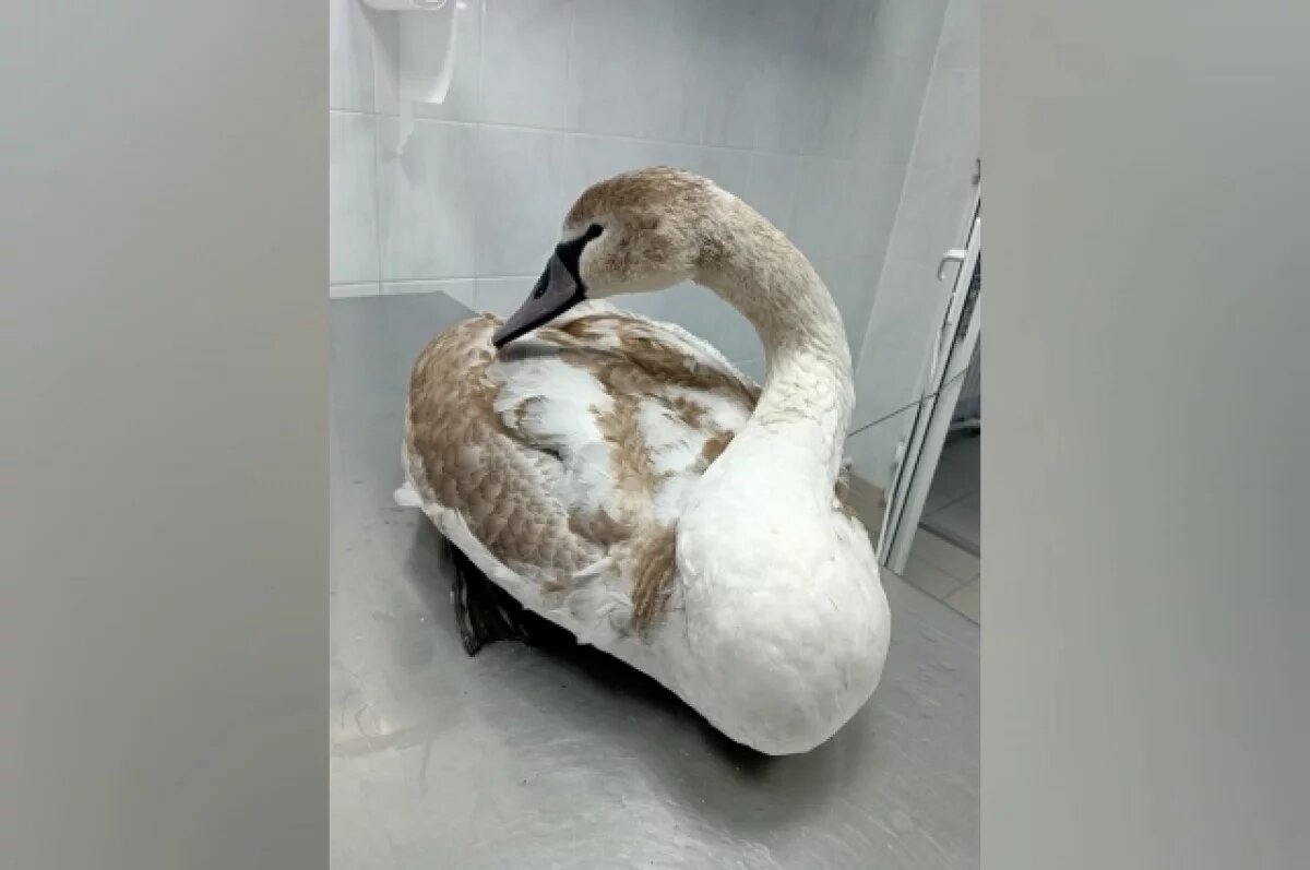    Лебедя с анемией и паразитами спасли ветеринары в Геленджике