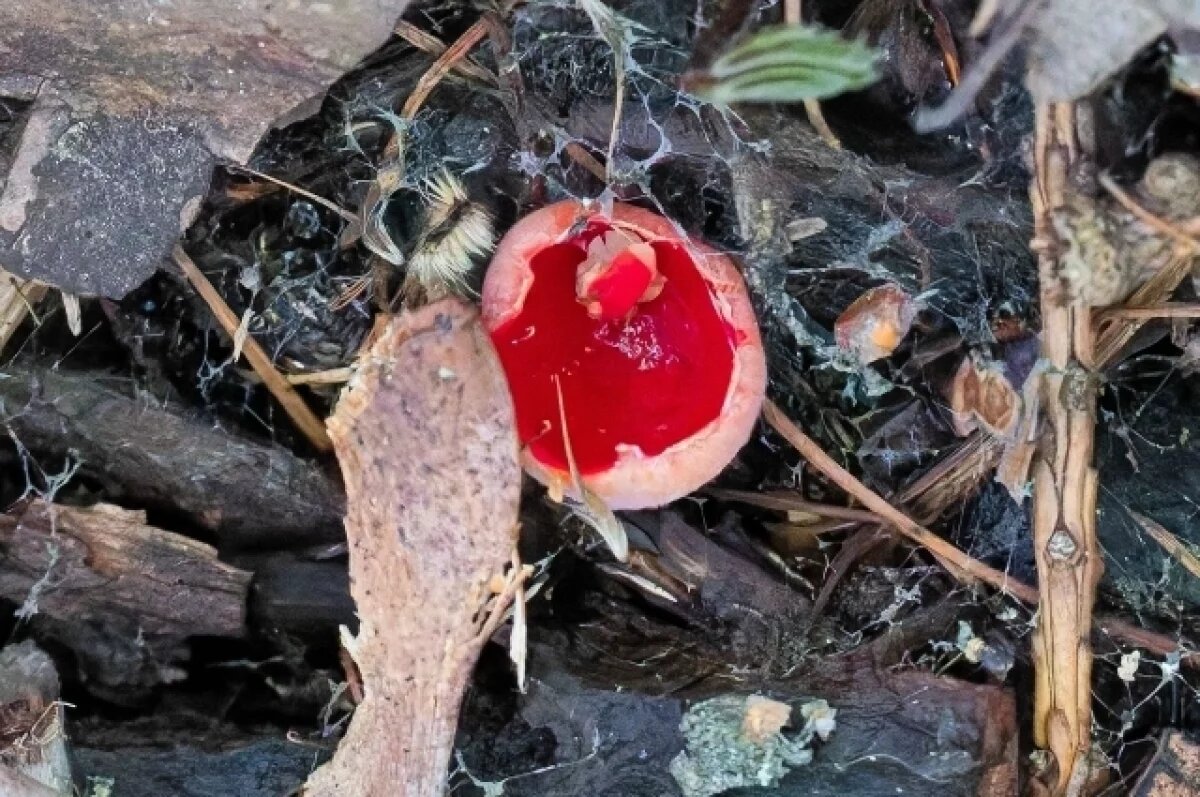    В лесах под Петербургом появились первые грибы