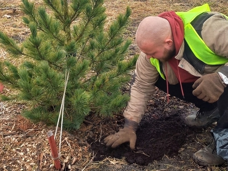     В прошлом году здесь высадили более ста молодых саженцев. Фото: пресс-служба МКУ «Городское хозяйство»