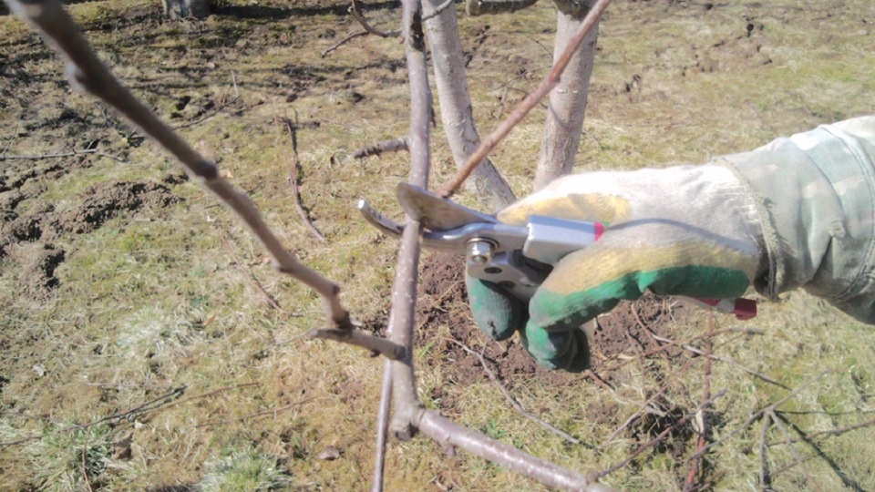 Обрезка старых яблонь весной: основные моменты