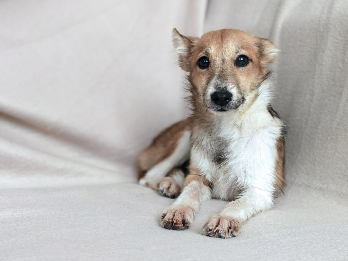 Собачка очень похожа на лисичку, поэтому пока убдет именоваться Лисонькой. 