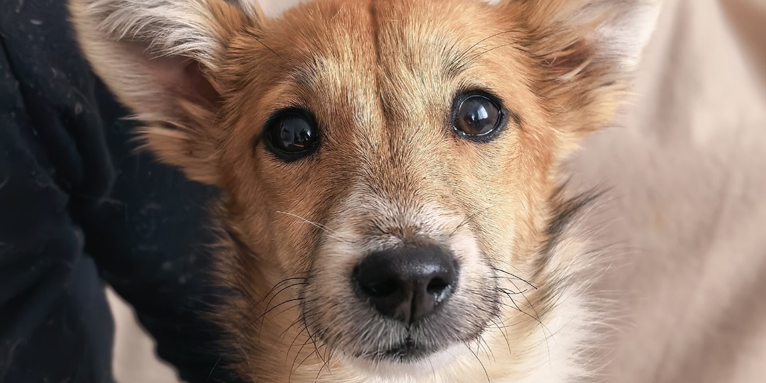 Лисонька и другие собаки из бабушкиного дома