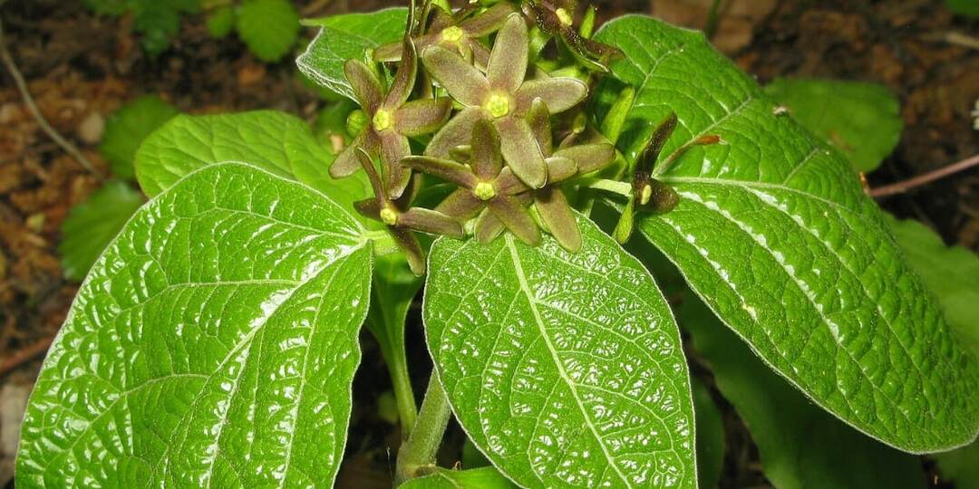 Запах пойманного насекомого: как растение-хитрец приманивает опылителей