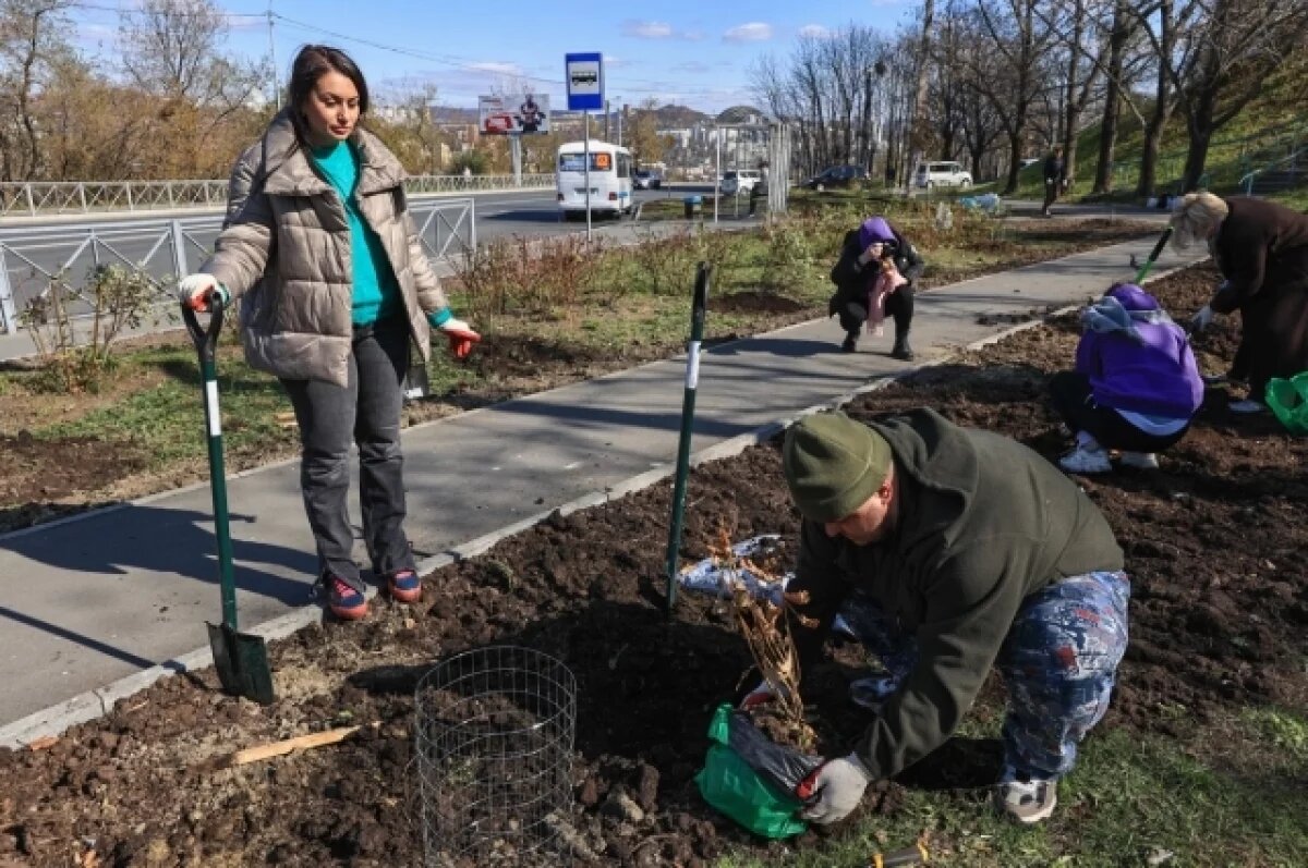    В Тольятти за 5,3 млн рублей высадят деревья и кустарники
