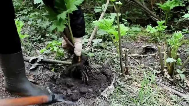 Фото: скриншот видео https://ok.ru/video/2886877973009