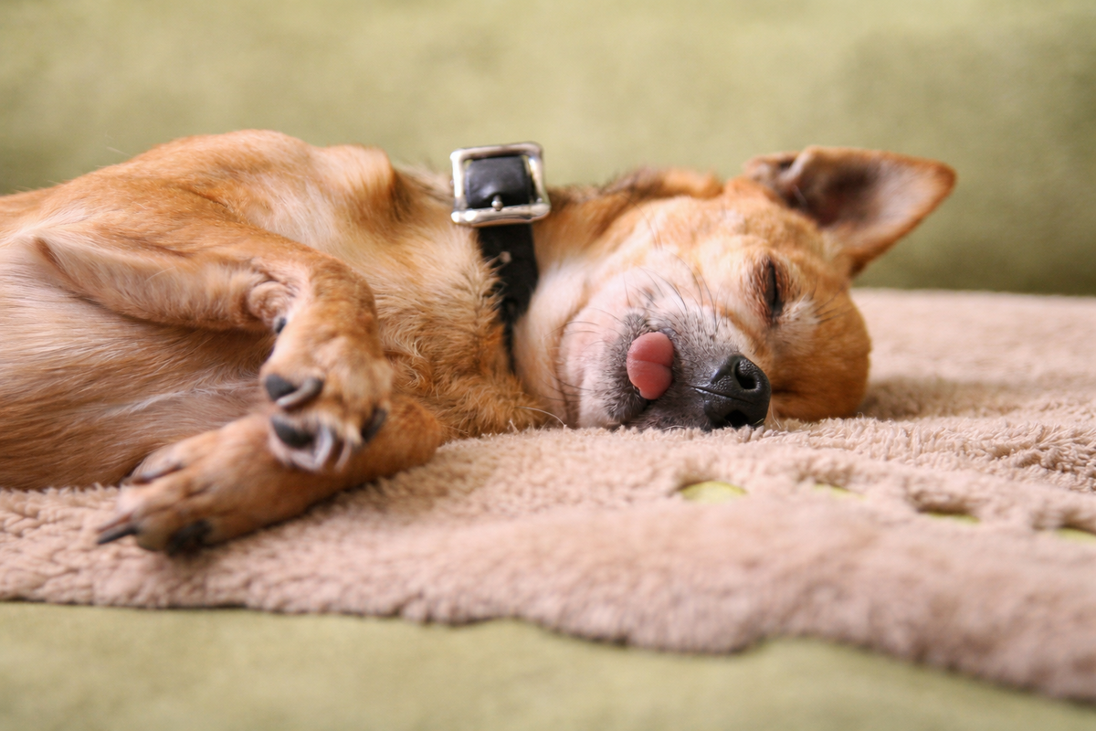 Собака спит с высунутым языком