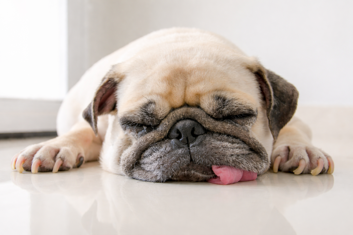 Собака высовывает язык, когда спит	