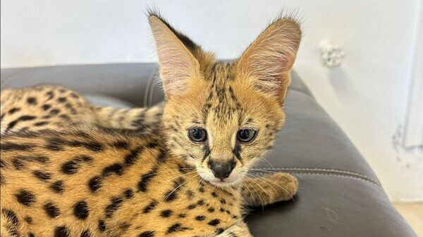    © Южная транспортная прокуратура