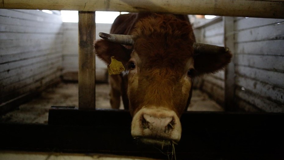    В Новосибирской области завершили изъятие заражённого скота у крупных хозяйств Автор фото: Антон Ваганов
