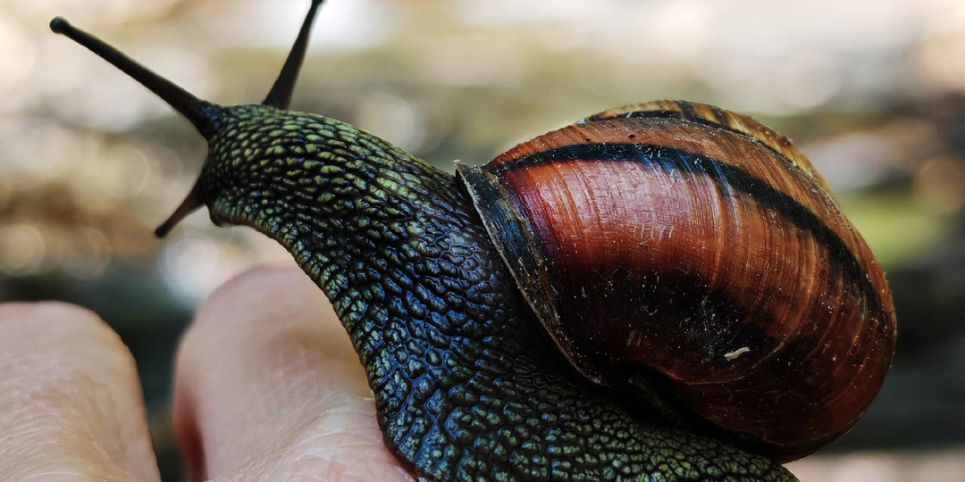 В поход с улиткой