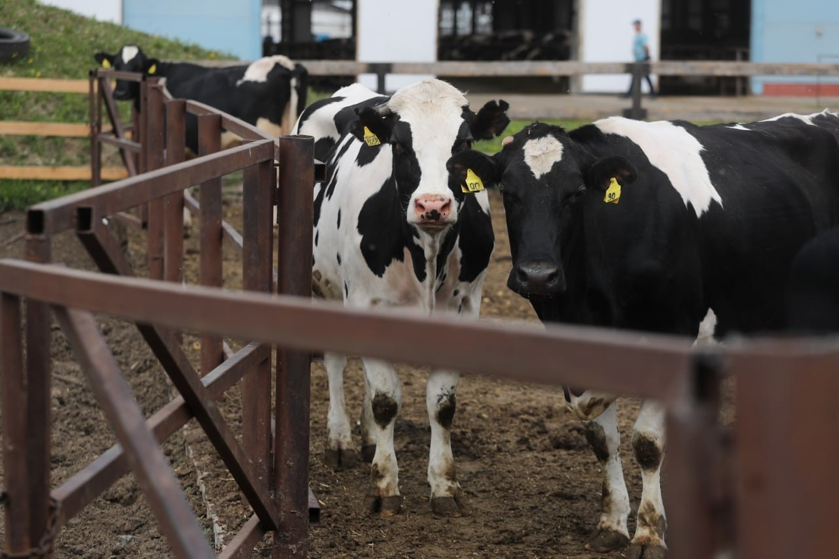 Фото: Антон Ваганов / "ДП"