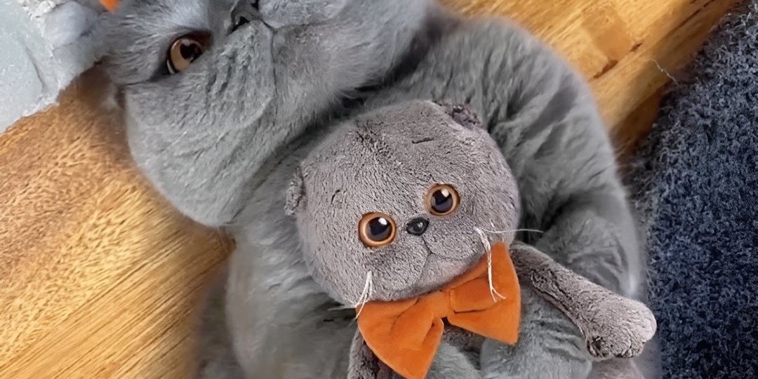 Мемы с котиками для отличного настроения: 15 картинок, которые спасут любой день