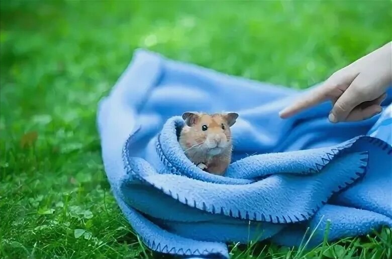 Начинаем с запахов. Протираем шерсть новичка чистой тканью — так мы „упакуем“ его аромат для знакомства