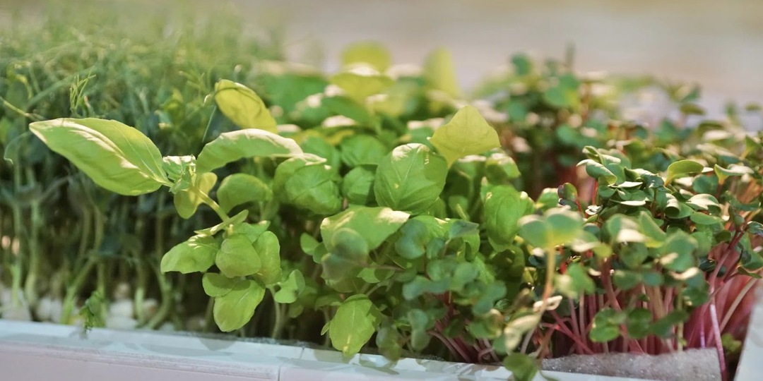 Календарь садовода на апрель 2026: что и когда сеять, таблица по дням