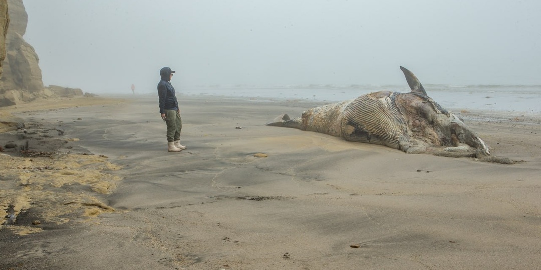 Нашла кита на берегу океана. Но он был дохлым
