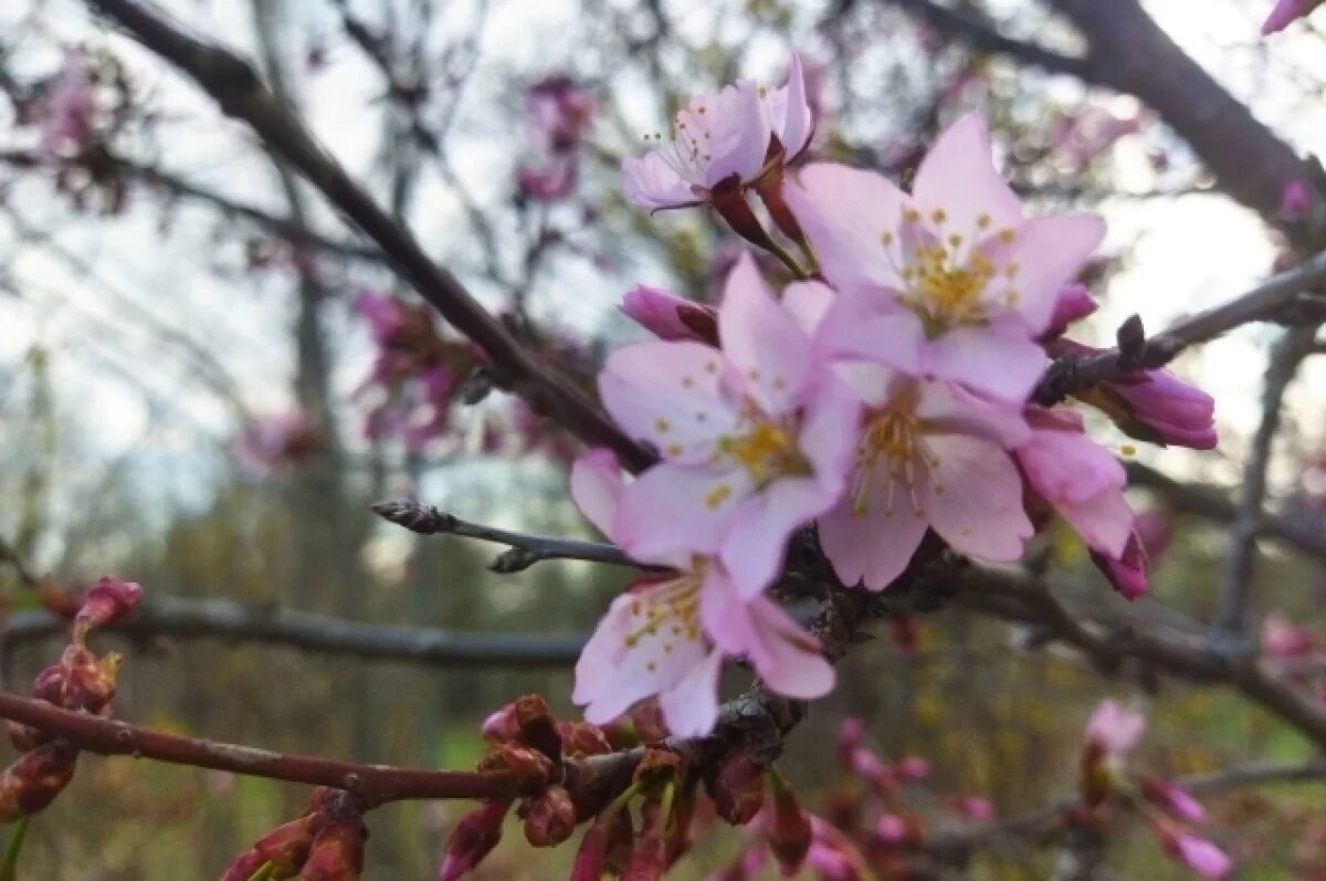    В ботаническом саду сообщили, когда зацветет уфимская сакура