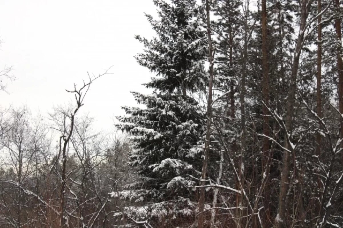    Он пытался спрятаться за деревом у детской площадки.