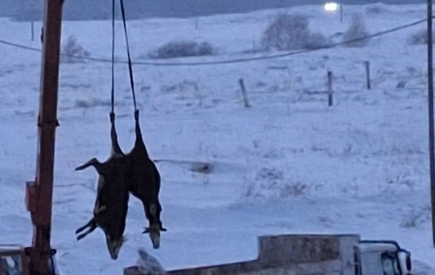 🤬 В Новосибирской области началась жёсткая конфискация скота: у фермеров силой забирают животных и забивают их прямо на улице