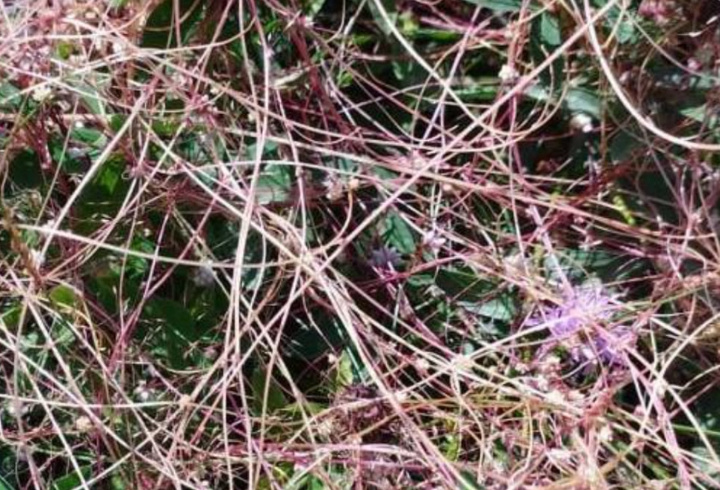 фото: Северо-Западное межрегиональное управление Россельхознадзора