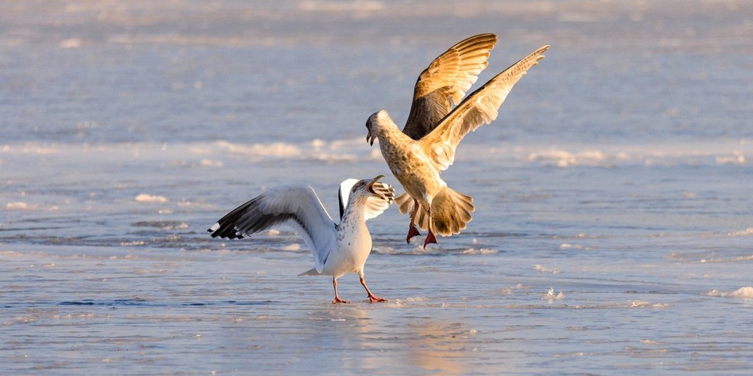Тепло до 10 градусов ожидается в Забайкалье 22 марта
