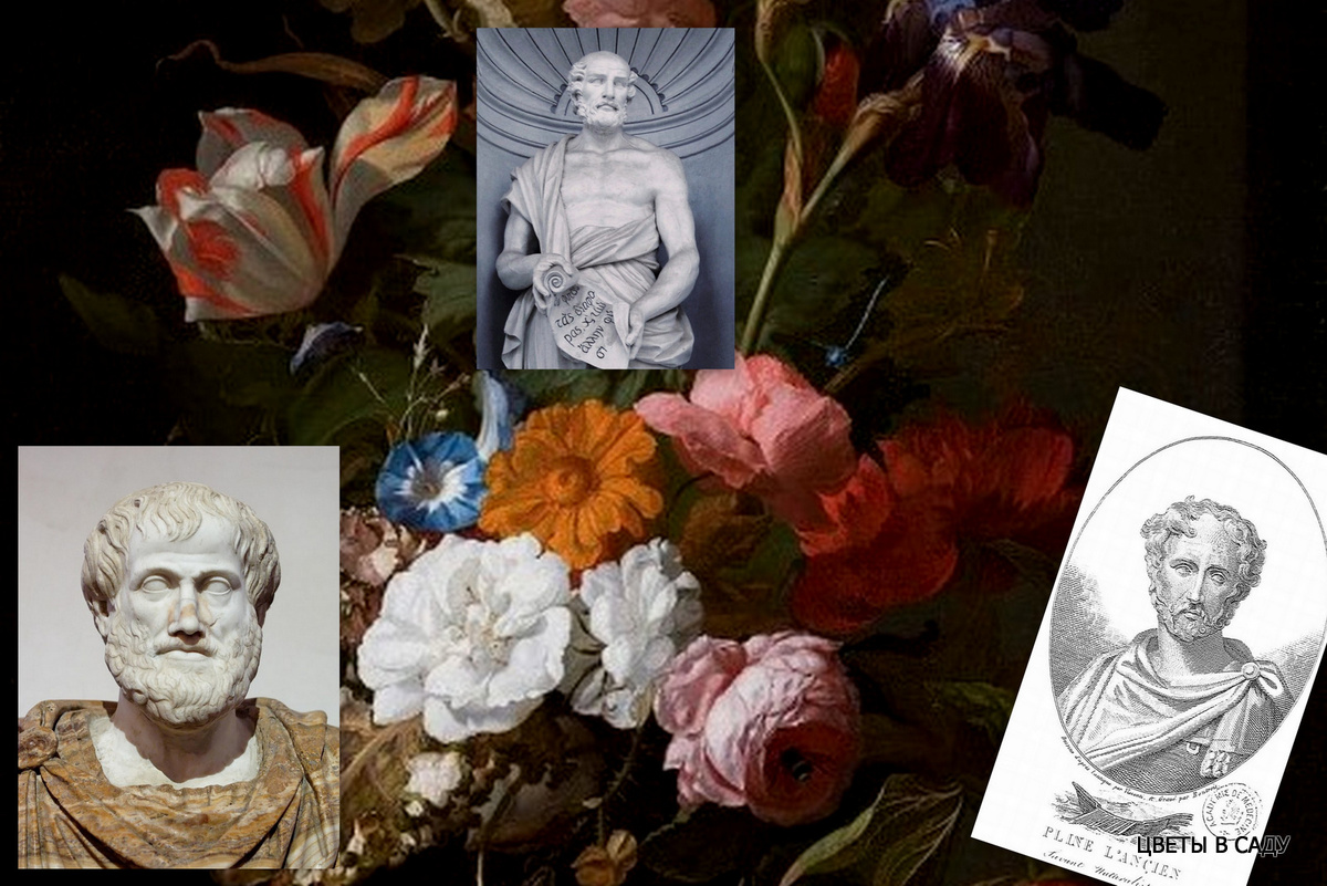 Слева - направо: Аристотель, Теофаст, Плиний Старший