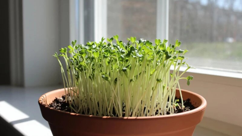     Рассада. Лук. Зелень. Тимьян. Руккола. Микрозелень Нейросети