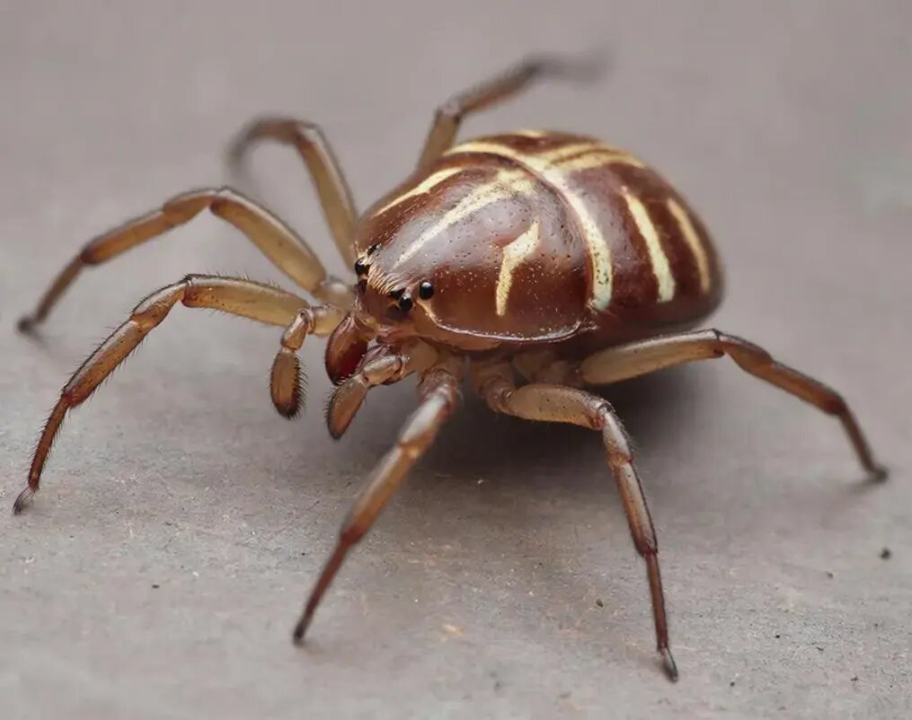    Примерный вид клеща Hyalomma . Фото: сгенерировано нейросетью