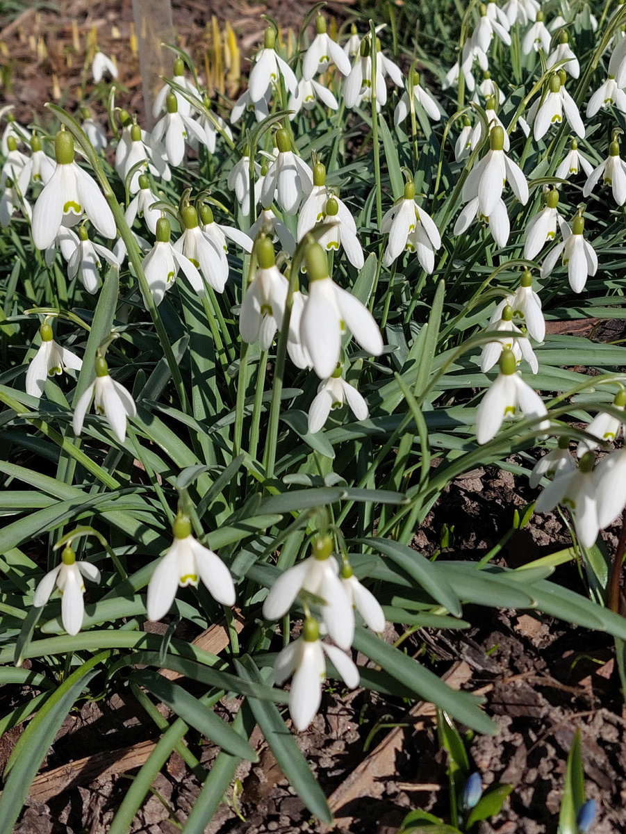 Подснежник. Фото автора →