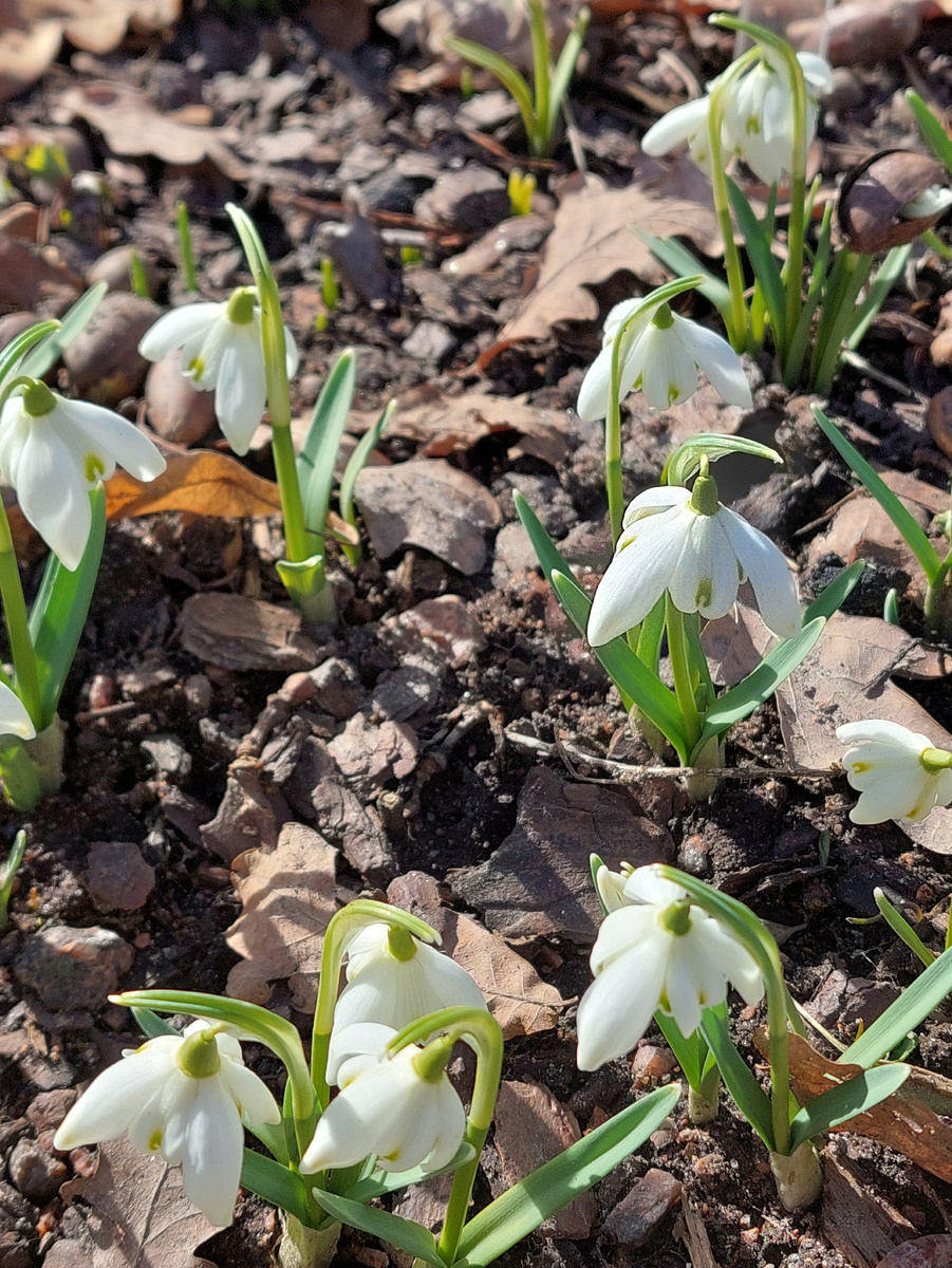 Подснежник белоснежный махровой формы. Фото автора. Листайте галерею, чтобы увидеть другие фото →