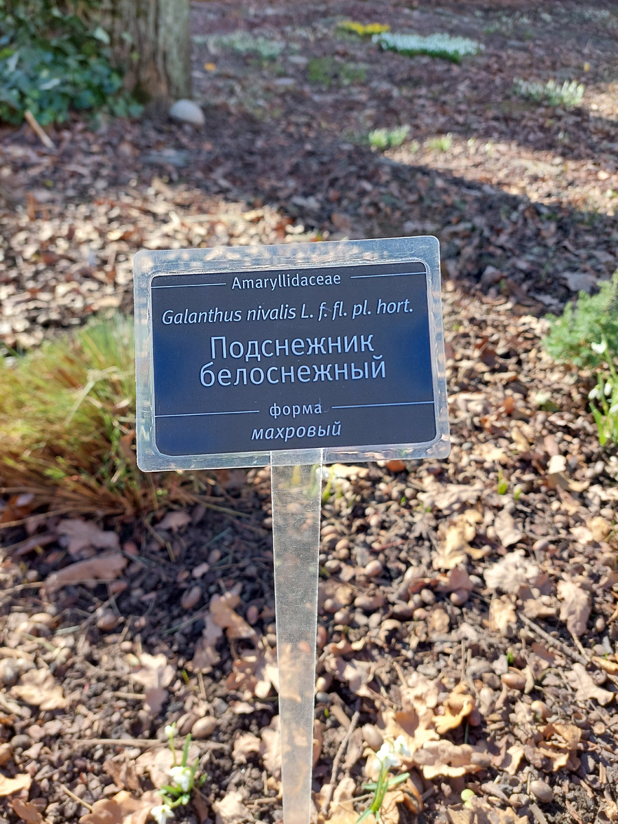 Такими табличками наполнены участки ботанического сада. Фото автора. →