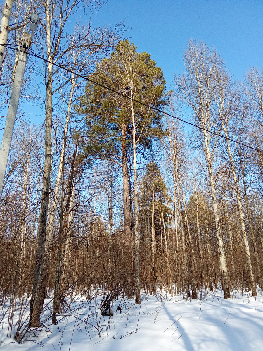 Вроде бы ничего не поменялось. Лес, снег. А сразу видно , что весна. 
