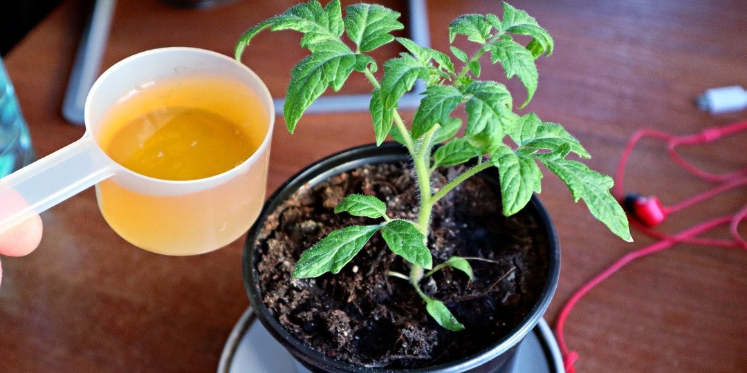 Чем подкормить рассаду на окне после пикировки?