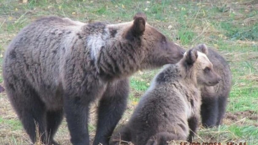    Фото prochepetsk.ru