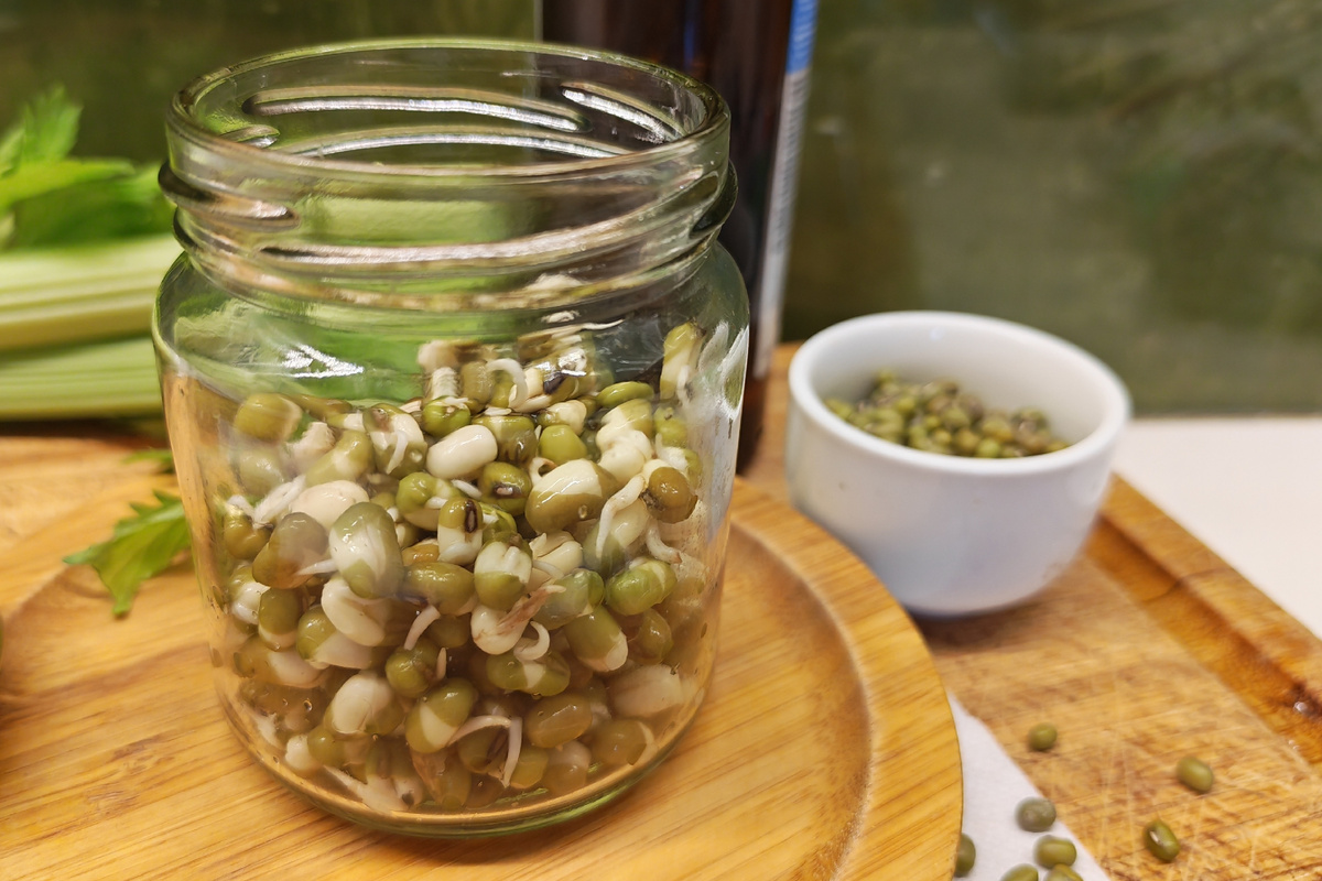 Те самые проростки. Фото из архива автора 