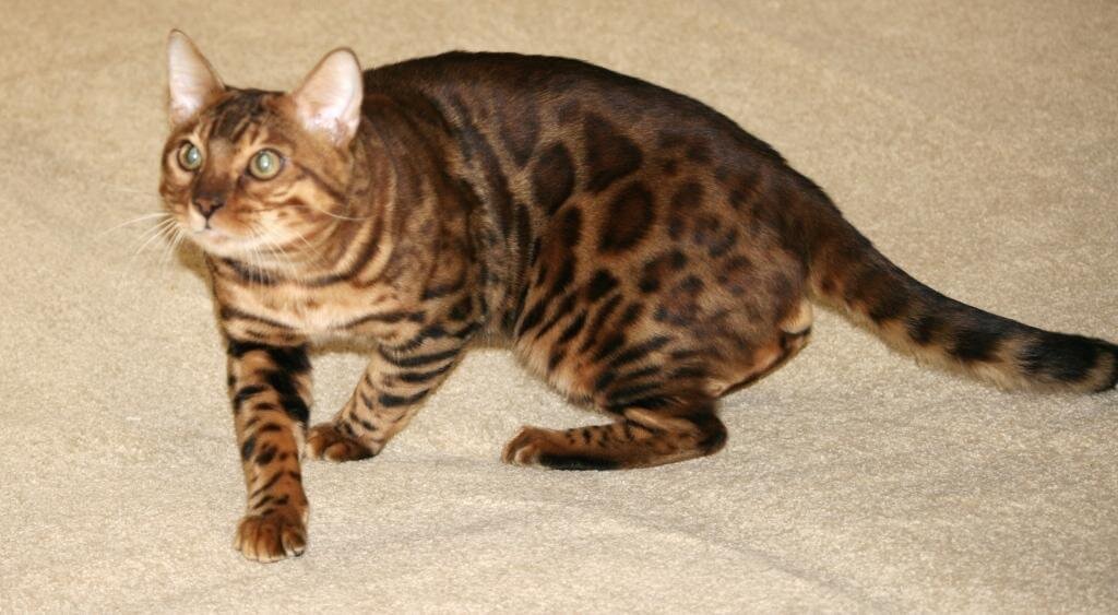 бенгальские кошки, кто это???