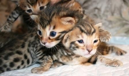 о породе бенгальских кошек