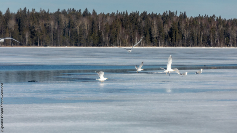    Весна пришла на остров Кижи в КарелииМузей-заповедник «Кижи» / VK / Игорь Георгиевский