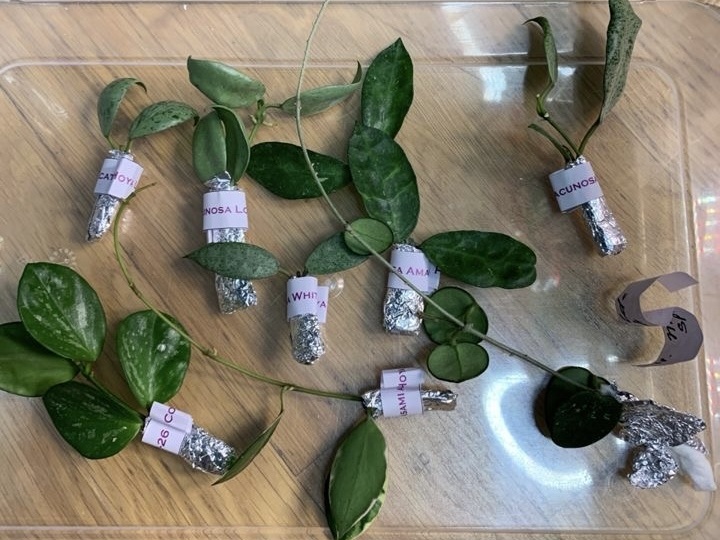 Что я купила в марте: 15+ новых растений в коллекции