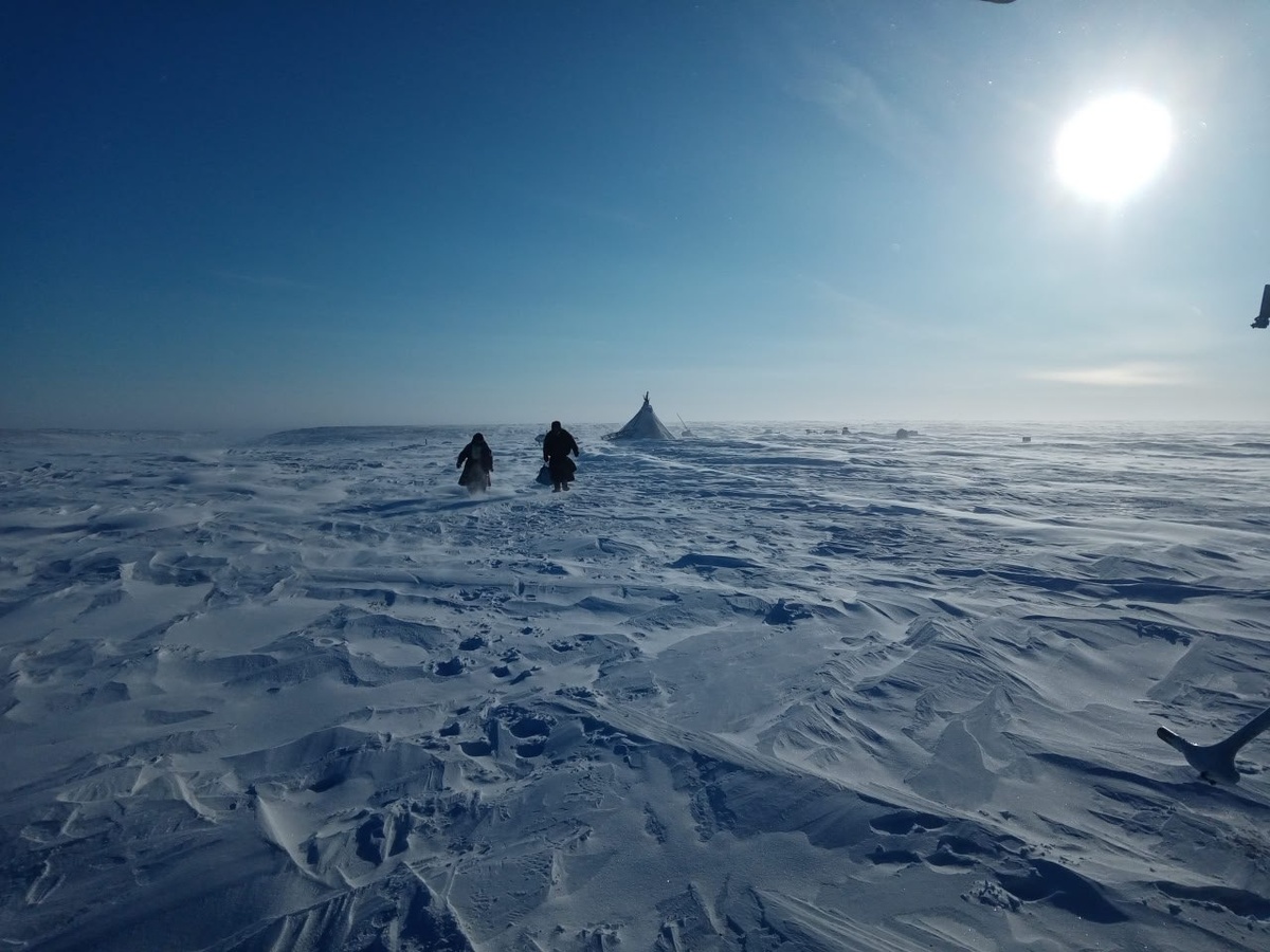    Жителей Ямальского района эвакуировали из-за подошедшей к чуму белой медведицы