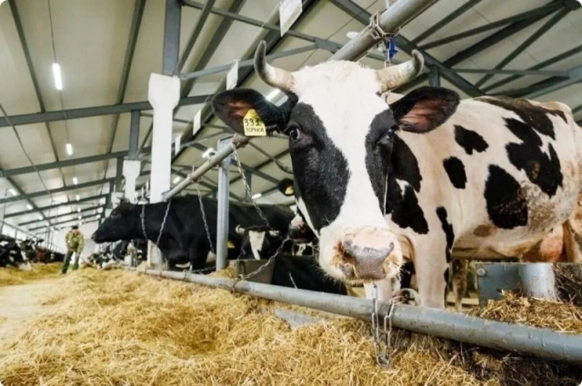    В Свердловской области расширили список территорий для вывоза молока