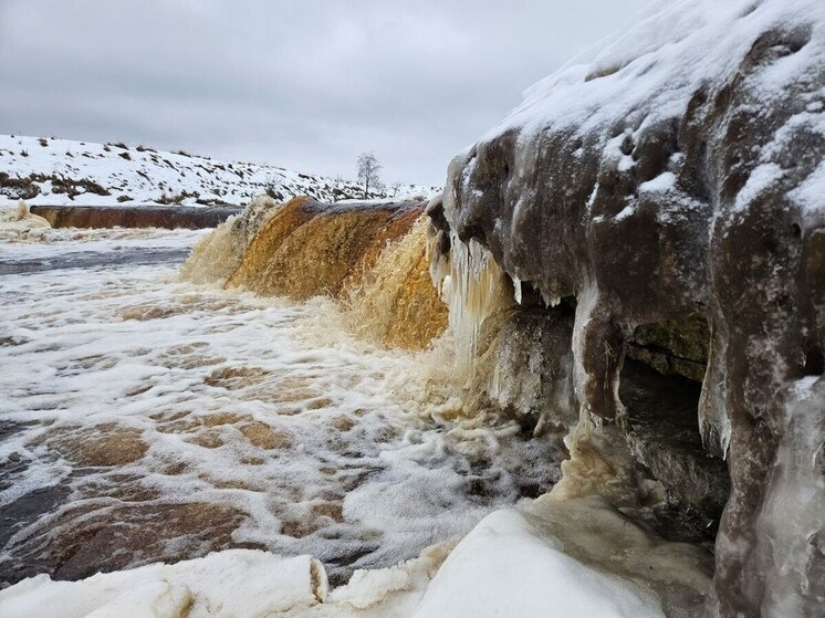     Фото: Пресс-служба Дирекции ООПТ Ленинградской области/архив ТГ-канала.
