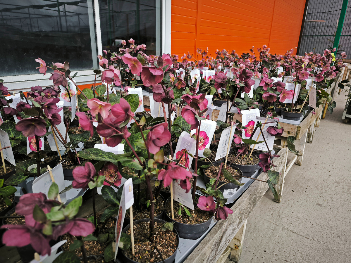 Разные сорта морозников из серии Frostkiss