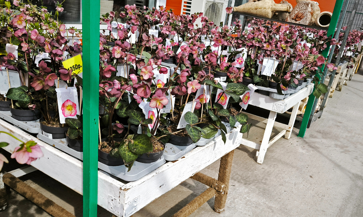 Отличите, где какой сорт?