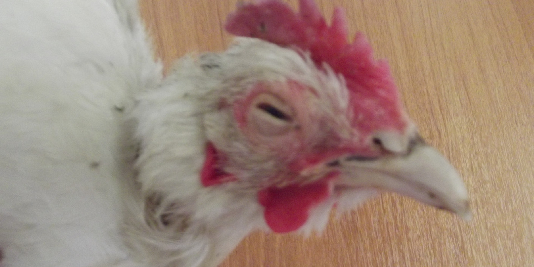 Недостаток витамина А у кур