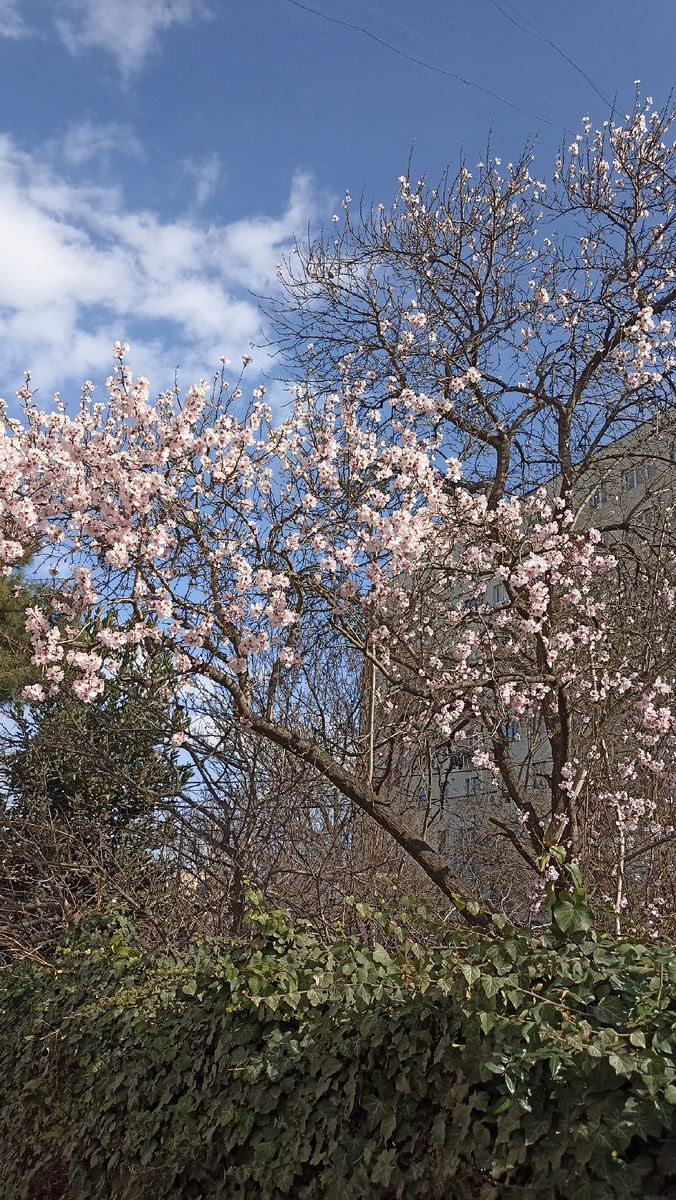 Дерево миндаля обыкновенного в цвету