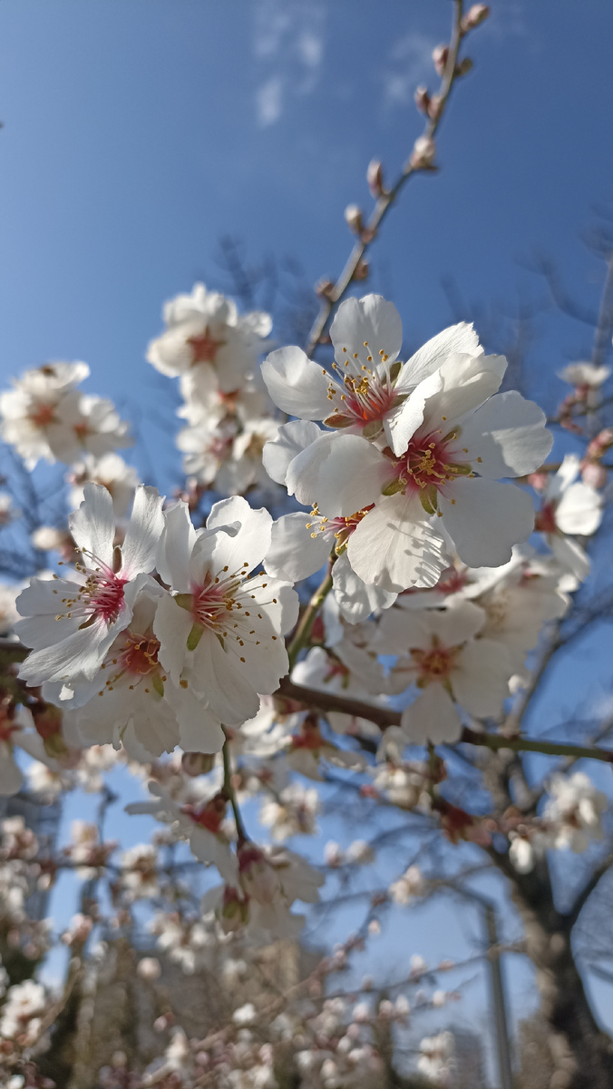 Цветы миндаля обыкновенного вблизи