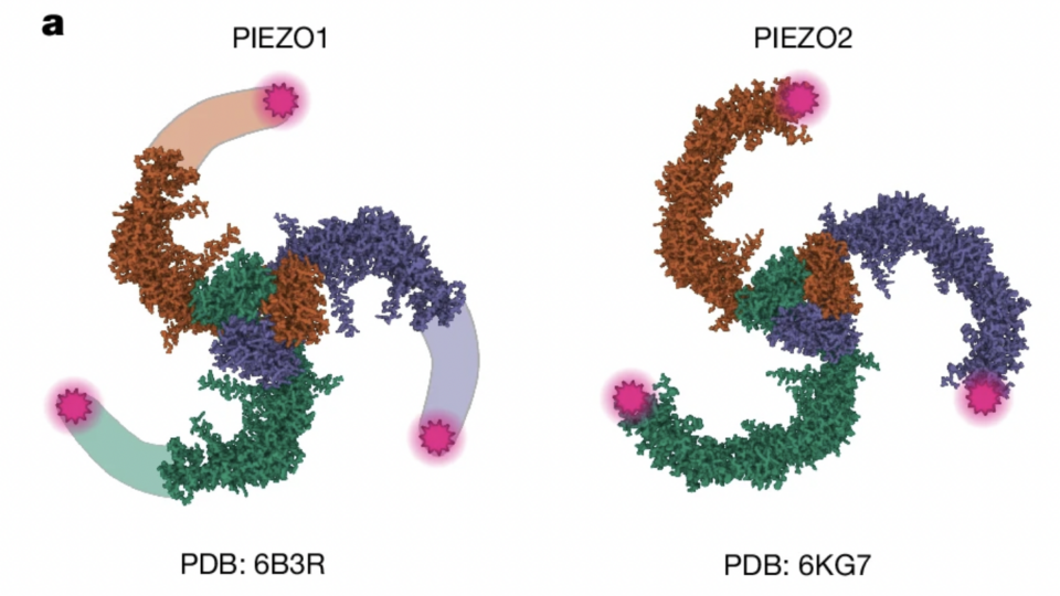 Нейронауки в Science и Nature. Выпуск 325: молекулярный механизм работы механочувствительных каналов PIEZO