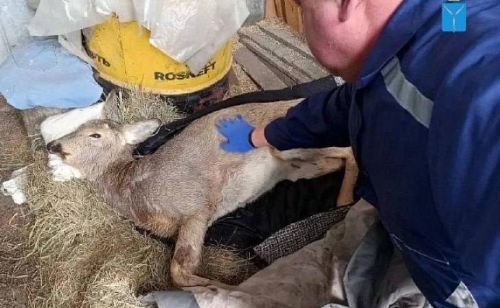 В Саратовской области ветеринары спасли упавшую в полынью косулю
