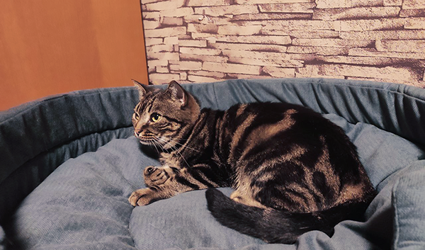 Мраморная Кайса