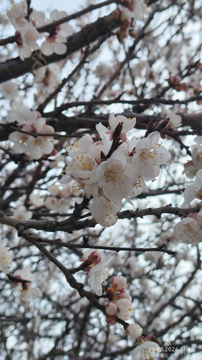 Цветущее дерево во дворах Новороссийска